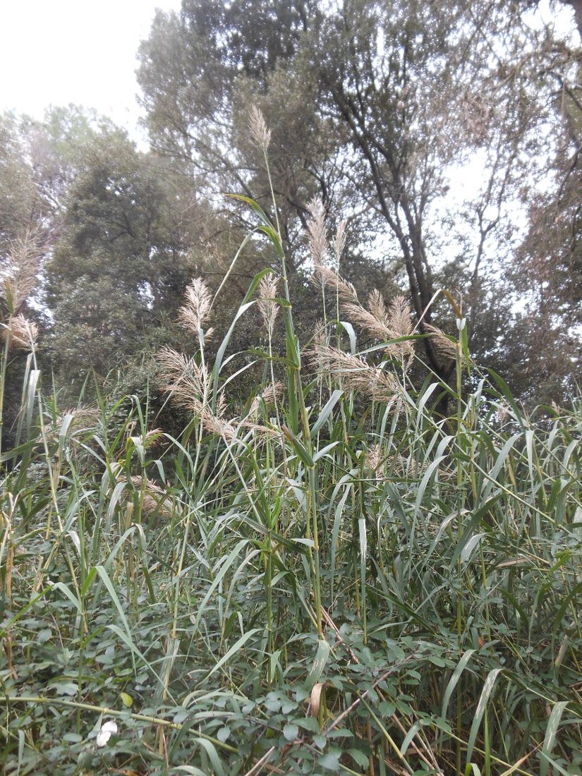 Arundo donaciformis (Loisel.) Hardion, Verlaque & B. Vila